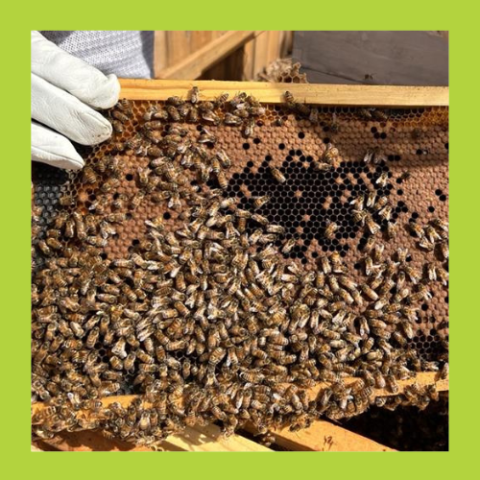 frame from a beehive with bees