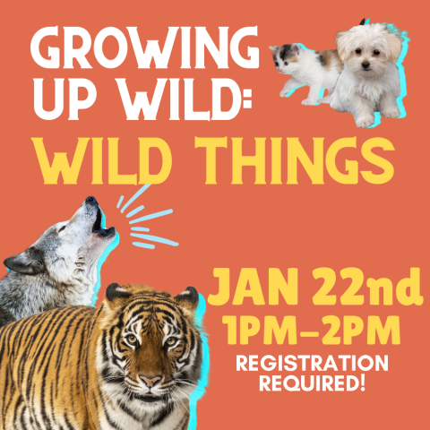 Growing up wild: wild things. Image of wolf and tiger contrasted with puppy and kitten. January 22nd 1pm to 2 pm. Registration required!
