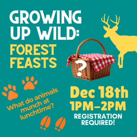 Forest feasts - what do animals munch at lunchtime? Picture of a deer by a lunch basket and pawprints and hoofprints 