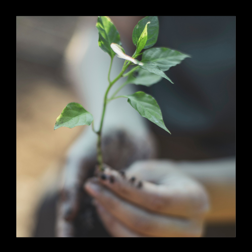 hand holding plant