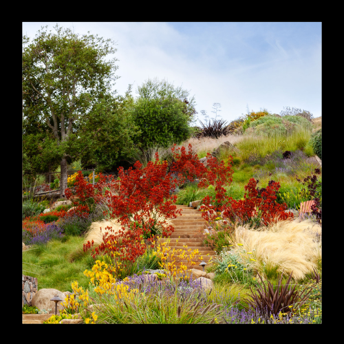 xeriscaping